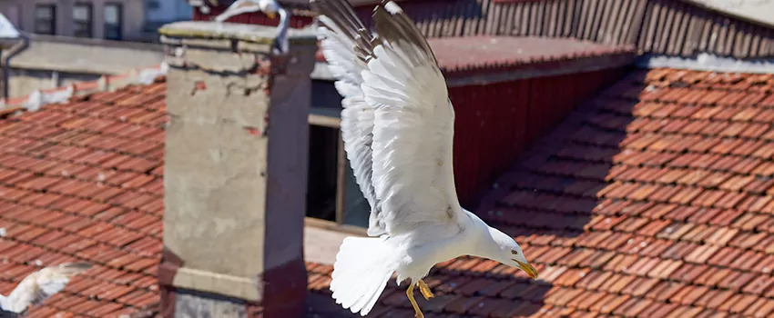 Residential Chimney Animal Removal Solution in Staunton, VA