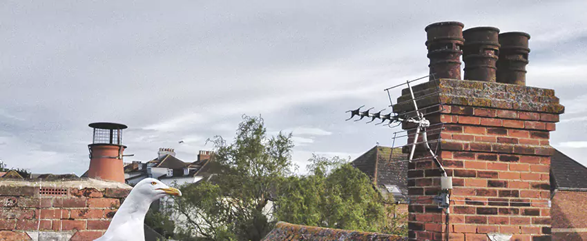 Chimney Cleaning And Restoration in Staunton, Virginia